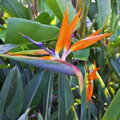 Strelitzia Reginae - strelícia kráľovská 120-140cm 50L