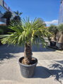 Trachycarpus Fortunei Galícia Lugo výška 160-180 cm kmeň 80cm