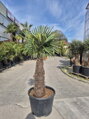 Trachycarpus Fortunei Galícia Lugo hrubé kmene výška 180-200 cm kmeň 105 cm