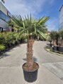Trachycarpus Fortunei Galícia Lugo hrubé kmene výška 200-230 cm kmeň 110 cm 