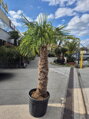 Trachycarpus Fortunei Galícia Lugo výška 220-250cm kmeň 125cm 