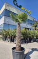 Trachycarpus Fortunei Galícia Lugo výška 210-230 cm kmeň 130cm 