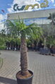 Trachycarpus Fortunei Galícia Lugo výška 225-245 cm kmeň 145 cm 