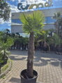 Trachycarpus Fortunei Galícia Lugo výška 230-250 cm kmeň 150 cm 