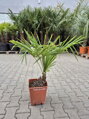 Trachycarpus Fortunei semenáč 11Lt.
