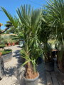 Trachycarpus Fortunei Multikmeň výška 150-170cm