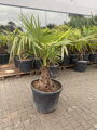 Trachycarpus Fortunei Galícia Lugo 120-150 cm