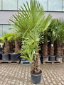 Trachycarpus Fortunei 200-230 cm, kmeň 60/80 cm