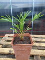 Trachycarpus wagnerianus semenáč 7Lt.