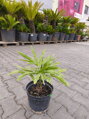 Trachycarpus Fortunei kmeň 5-10cm,  40-50cm výška