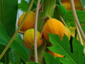 Carica Papaya 50-80cm