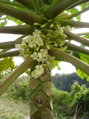 Carica Papaya 50-80cm