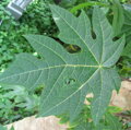 Carica Papaya 50-80cm
