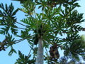 Carica Papaya 50-80cm