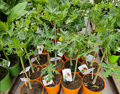 Carica Papaya 50-80cm