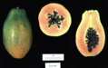Carica Papaya 50-80cm