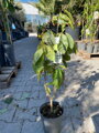 Guanabana - graviola - anona mäkkoostnatá 80-90cm.