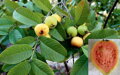 Guava žltá, červená výška 120cm