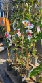 Guava žltá, červená výška 120cm