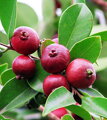 Guava žltá, červená výška 120cm