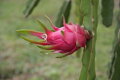 Pitahaya - dračie ovocie 200-210cm