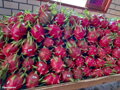 Pitahaya - dračie ovocie 200-210cm