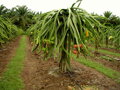Pitahaya - dračie ovocie 200-210cm