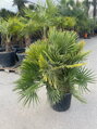 Chamaerops Humilis Vulcano 