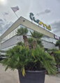 Chamaerops Humilis Vulcano ejemplar 230cm-300cm 500lt