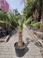 Trachycarpus wagnerianus výška 140-150 cm kmeň 50 cm 