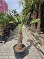 Trachycarpus wagnerianus výška 150-160 cm kmeň 60 cm 