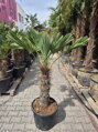 Trachycarpus wagnerianus výška 160-170 cm kmeň 70 cm 