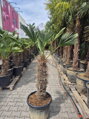 Trachycarpus wagnerianus výška 180-190 cm kmeň 80 cm 
