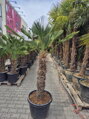 Trachycarpus wagnerianus výška 200-210 cm kmeň 90 cm 
