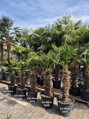 Trachycarpus wagnerianus výška 150-160 cm kmeň 60 cm 