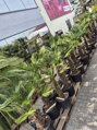 Trachycarpus wagnerianus výška 150-160 cm kmeň 60 cm 