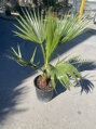 Washingtonia Robusta 3,5L