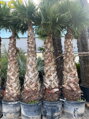 Washingtonia Robusta