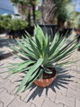 Yucca Glorisa Lone Star 