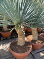 Yucca Rostrata Medusa 100-125cm