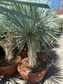 Yucca Rostrata Medusa 125-150cm
