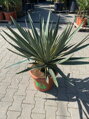 Yucca Gloriosa Variegata