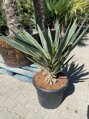 Yucca Gloriosa Variegata
