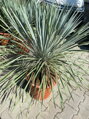 Yucca Rostrata blue swan celková výška 60-80cm