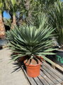 Yucca Gloriosa Lone Star 65 lt.