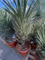 Yucca Filifera Australis 100-125cm