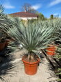 Yucca Rostrata blue swan 80-100cm
