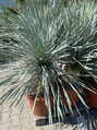 Yucca Rostrata blue swan 100-125cm