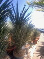 Yucca Filifera Australis 125-150cm
