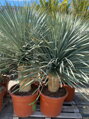 Yucca Rostrata blue swan 125-150cm